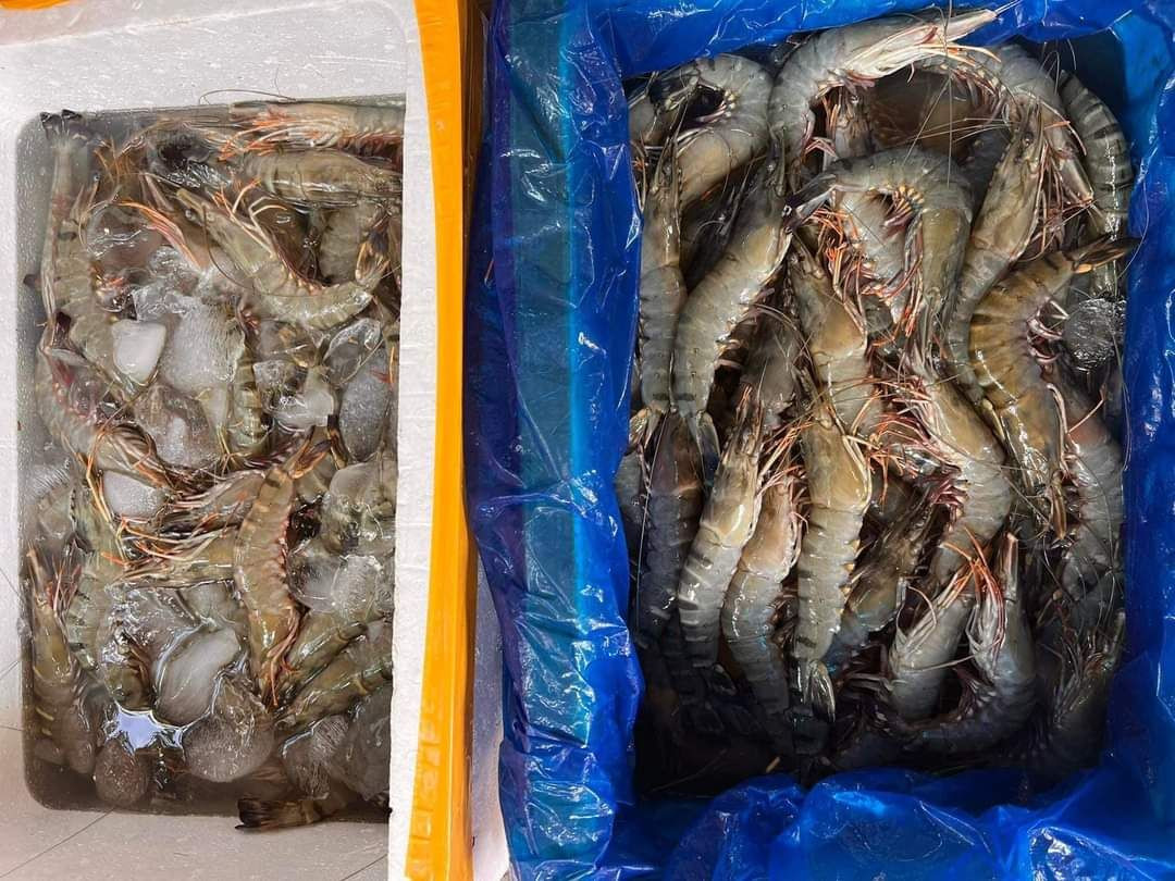 Frozen Prawns – Premium Quality Seafood for International Markets