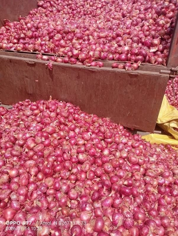 Fresh Onion for Wholesale Export