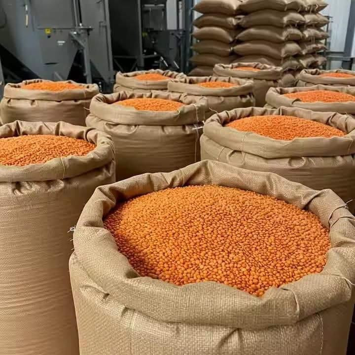 Red Lentils (Masoor) for Wholesale Export