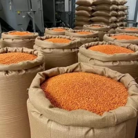 Red Lentils (Masoor) for Wholesale Export