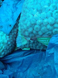 Premium Fresh Garlic for Wholesale Export
