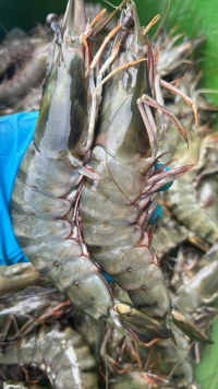 Frozen Prawns – Premium Quality Seafood for International Markets