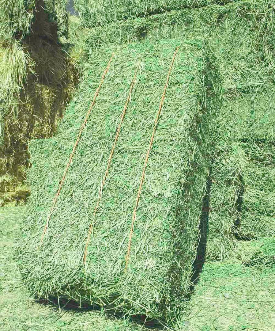 Premium Alfalfa Hay – High-Quality Nutritious Forage for Livestock