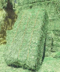 Premium Alfalfa Hay – High-Quality Nutritious Forage for Livestock