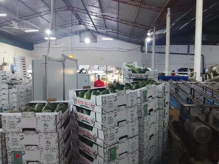 100% Pure Avocado Oil – Cold Pressed & Refined | Wholesale Supplier | Bulk Export