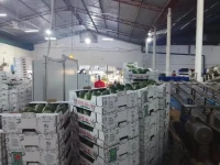 100% Pure Avocado Oil – Cold Pressed & Refined | Wholesale Supplier | Bulk Export