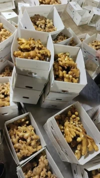 Fresh Ginger for Wholesale Export