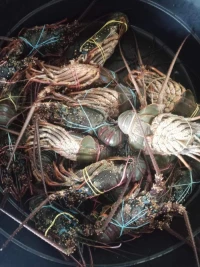 Frozen Lobster – Premium Quality Seafood for Global Markets