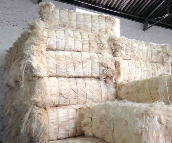 Sisal Fibre for Wholesale Export
