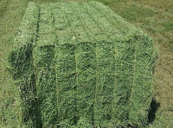 Premium Alfalfa Hay – High-Quality Nutritious Forage for Livestock