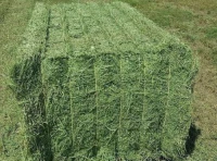 Premium Alfalfa Hay – High-Quality Nutritious Forage for Livestock