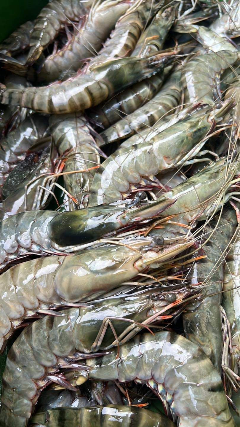 Frozen Prawns – Premium Quality Seafood for International Markets