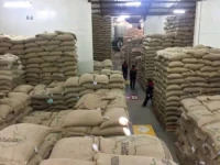 Coffee Beans for Wholesale Export