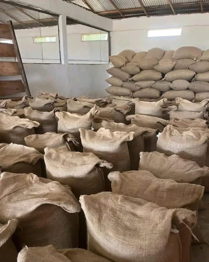 Cocoa Beans for Wholesale Export
