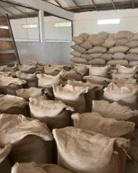Cocoa Beans for Wholesale Export