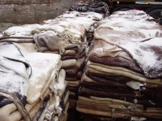 Premium Wet Salted Cow Skin for Leather Manufacturing