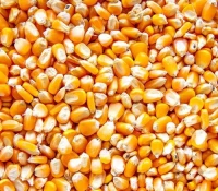 Premium Yellow Corn for Human Consumption & Animal Feed