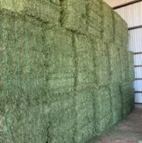 Premium Alfalfa Hay – High-Quality Nutritious Forage for Livestock