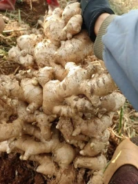 Fresh Ginger for Wholesale Export