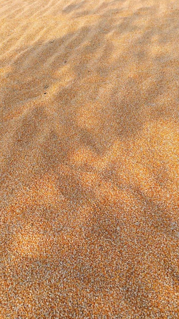 Premium Yellow Corn for Human Consumption & Animal Feed