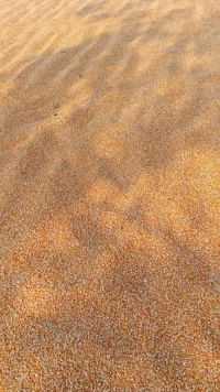 Premium Yellow Corn for Human Consumption & Animal Feed