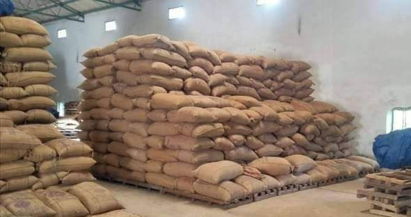 Premium Yellow Corn for Human Consumption & Animal Feed