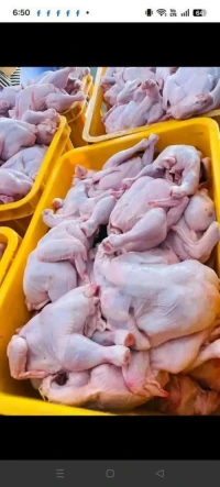Whole Frozen Chicken for Wholesale Export