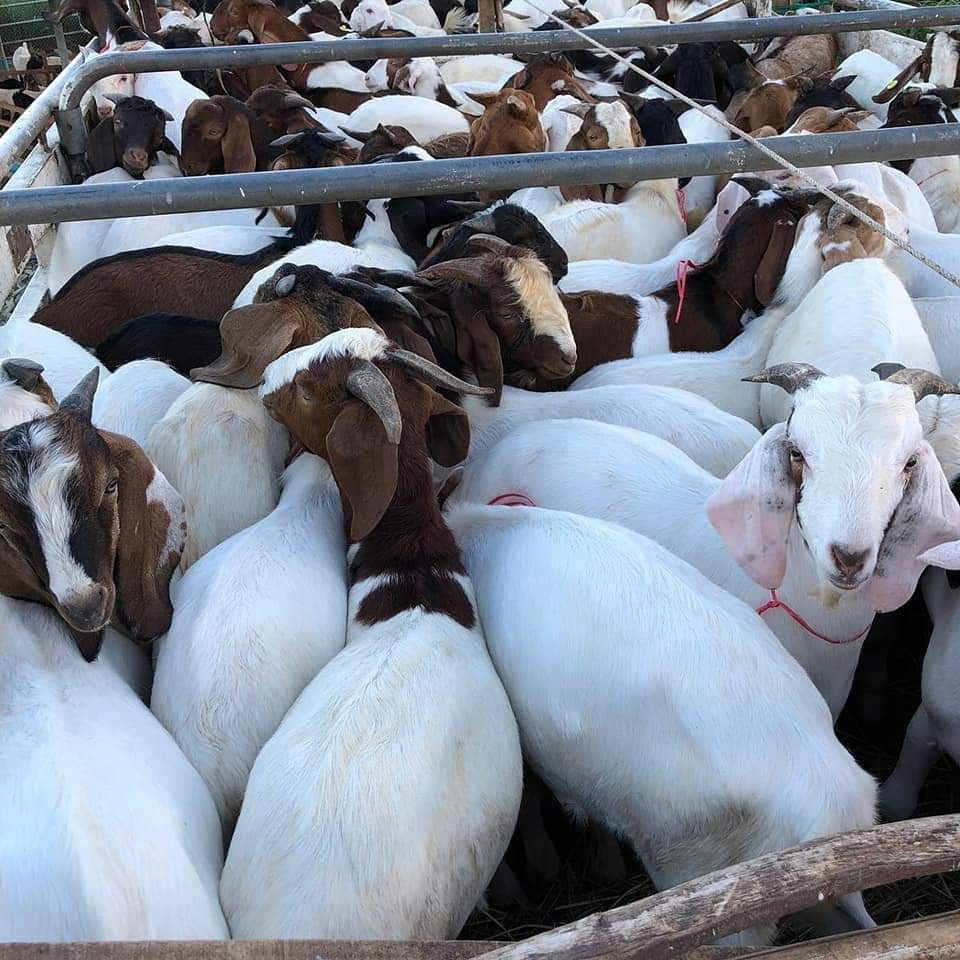 Frozen Lamb – Premium Quality Frozen Meat for Global Markets