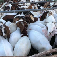 Frozen Lamb – Premium Quality Frozen Meat for Global Markets