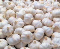 Premium Fresh Garlic for Wholesale Export