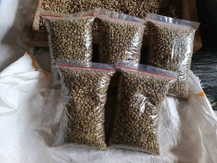 Coffee Beans for Wholesale Export