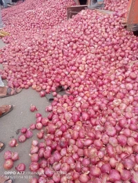Fresh Onion for Wholesale Export