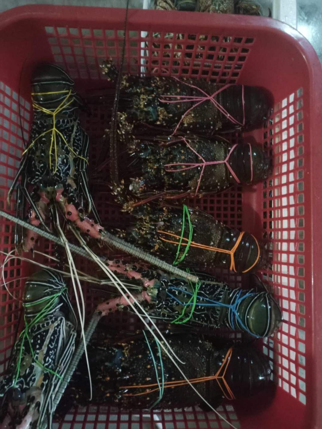 Frozen Lobster – Premium Quality Seafood for Global Markets