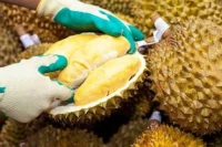 Premium Frozen Durian Pulp | 100% Natural | Wholesale & Bulk Export Supplier