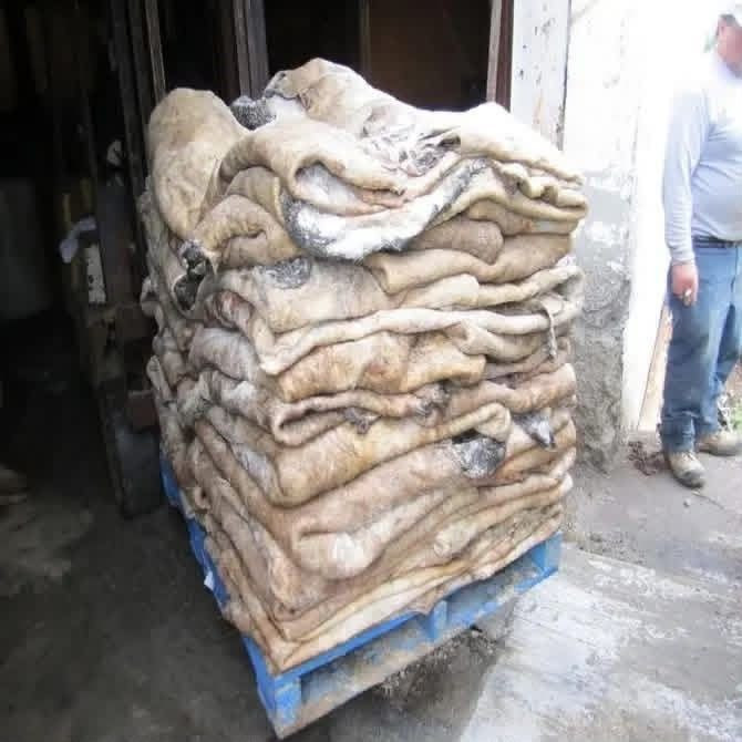 Premium Wet Salted Cow Skin for Leather Manufacturing