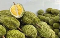 Premium Frozen Durian Pulp | 100% Natural | Wholesale & Bulk Export Supplier