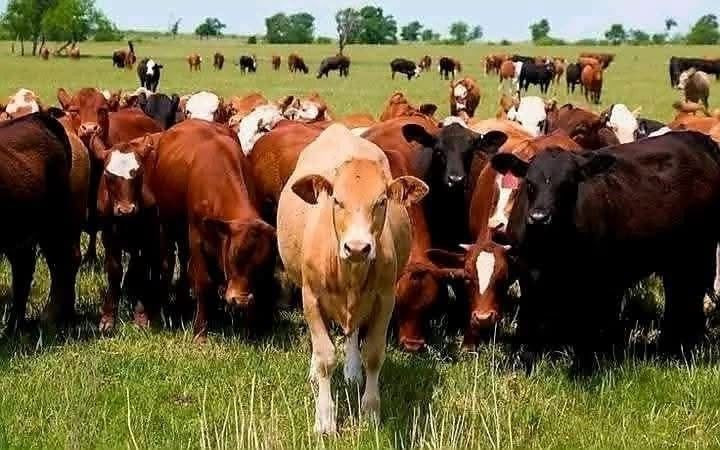 Premium Wet Salted Cow Skin for Leather Manufacturing