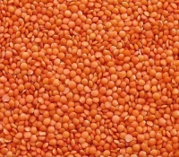 Red Lentils (Masoor) for Wholesale Export